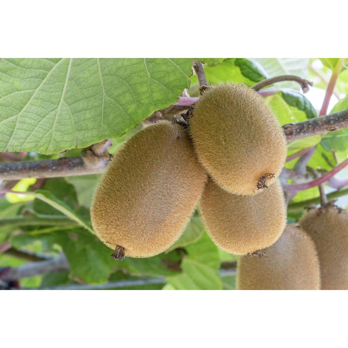 Green Kiwi Fruit - 1lb