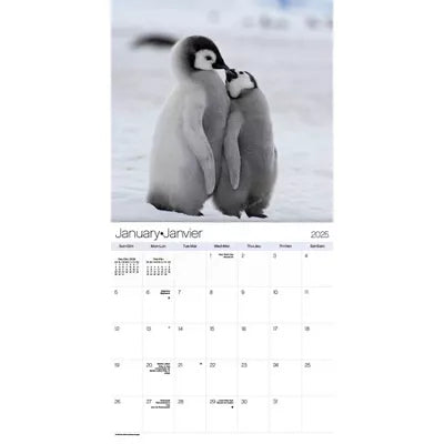 Trends International 2025 Animal Babies Bilingual French Wall Calendar