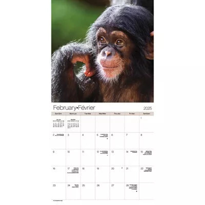 Trends International 2025 Animal Babies Bilingual French Wall Calendar