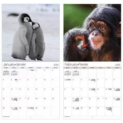 Trends International 2025 Animal Babies Bilingual French Wall Calendar